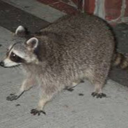 racon