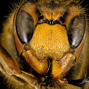 European Hornet