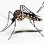 Aedes aegypti