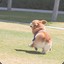 dancing corgi