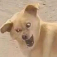 翻斗花园胡英俊