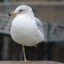 Mouette-Unijambiste