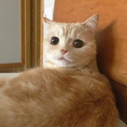 没人我就导，有人我就跑