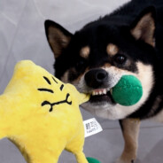 奥利奥不吃生菜