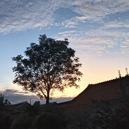 一枝树枝吱吱吱