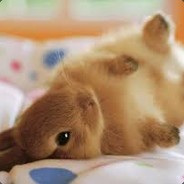 VarförLuktarJagKuk? \