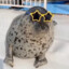 seal