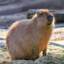 A Wild Capybara