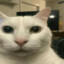 Gato baboso