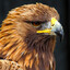 SFC-Raven-Actual