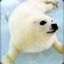 a defenseless baby seal