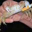 Krabby Ciggy