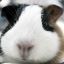 Pandapp