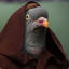 Ewan McPigeon