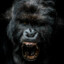 APEDOG