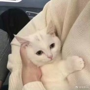 等离子带花奶油蛋糕w.