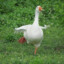 Termo_goose