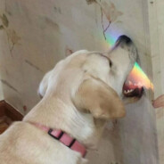 BARKMAXXED DOGCEL - steam id 76561197970944724