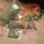 pizzadog