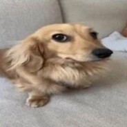 POWERFURRY OWNSbtw60%