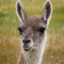 guanaco