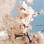 浮元子a