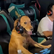 落于烟雨棠花色