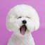 IloveDog