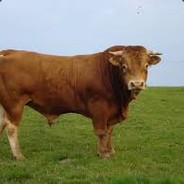 MichaelScroolen HW69.PL