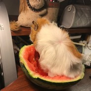 阿里嘎多美羊羊桑