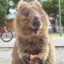 Quokka