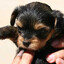 Perro Chocolatero