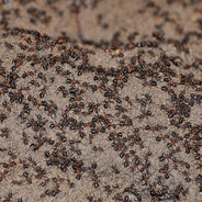 ten thousand ants Steam avatar