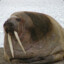 Obese Walrus