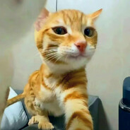 吃完猫饭坐猫车