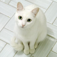 星娱大发的白猫