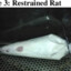 Restrained Rat