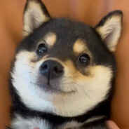 不要温和地交入那良夜