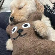 超绝无敌大马猴