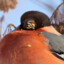 Bullfinch.BUSH