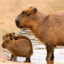 Capybara