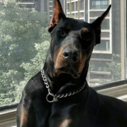 我在缅北嘎腰子