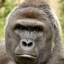Harambe