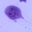 Giardia