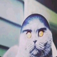 Gato