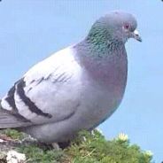Pidgeon Milk