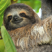 Beeping racist truck