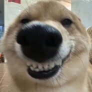 梦想成为梅普露