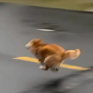 突突喷火小乃龙