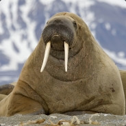 Dusty Walrus